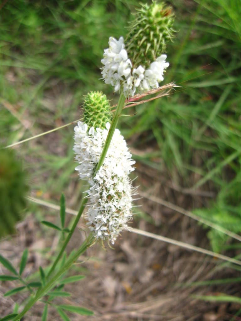 1000 WHITE PRAIRIE CLOVER Dalea Candida Flower Seeds