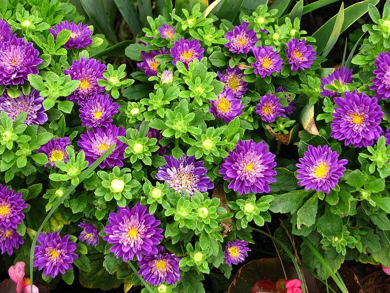 250 MIXED Colors CHINA ASTER Callistephus Chinensis Flower Seeds
