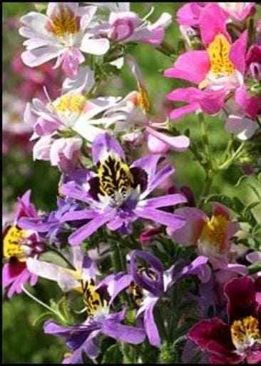 200 Mixed Colors BUTTERFLY ORCHID (Poor Mans Orchid / Angel Wings) Schizanthus Wisetonensis Flower Seeds
