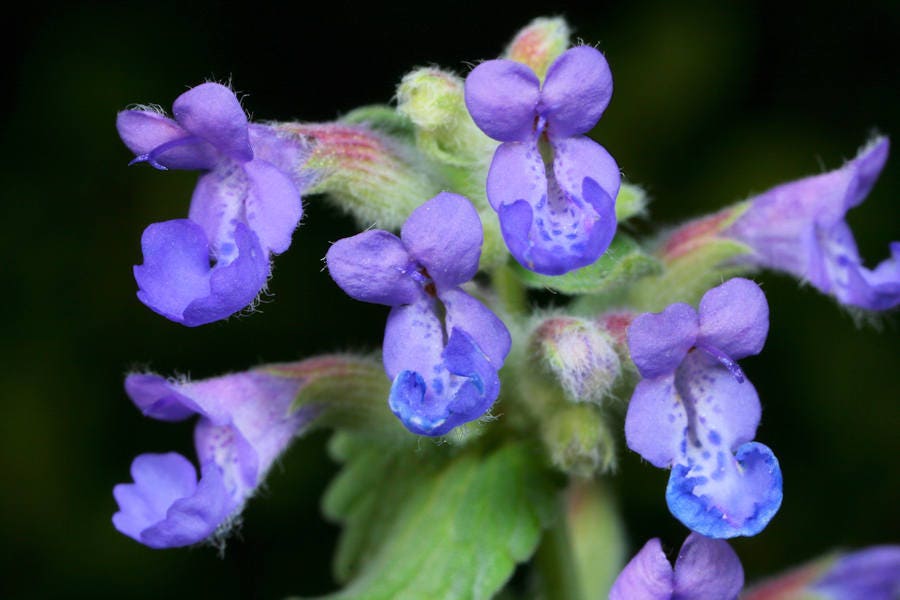 50 Blue CATMINT Nepeta Mussinii HERB Flower Seeds