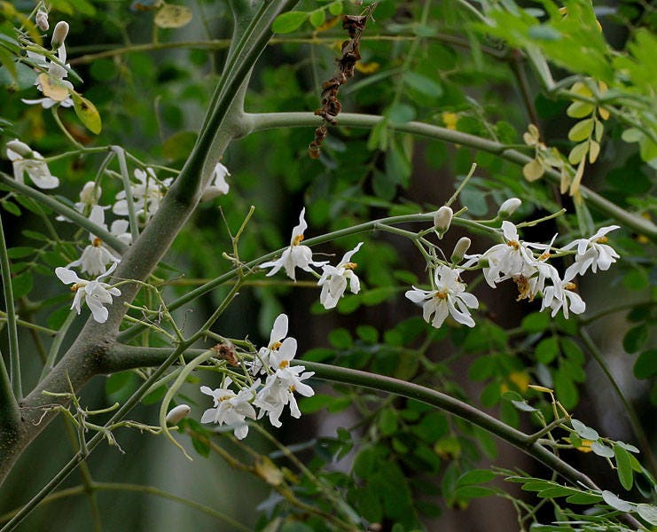 10 Flowering DRUMSTICK TREE Moringa Oleifera Seeds (Miracle Tree / Ben Oil Tree)