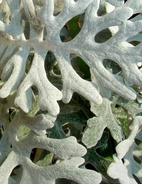 300 SILVERDUST DUSTY MILLER Cineraria maritima Flower Seeds