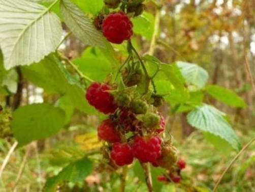 100 RED RASPBERRY Rubus Idaeus Fruit Bush Vine Seeds