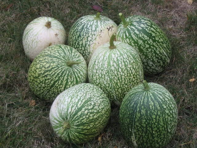 50 ROUND ZUCCHINI Summer SQUASH Cucurbita Pepo Vegetable Seeds