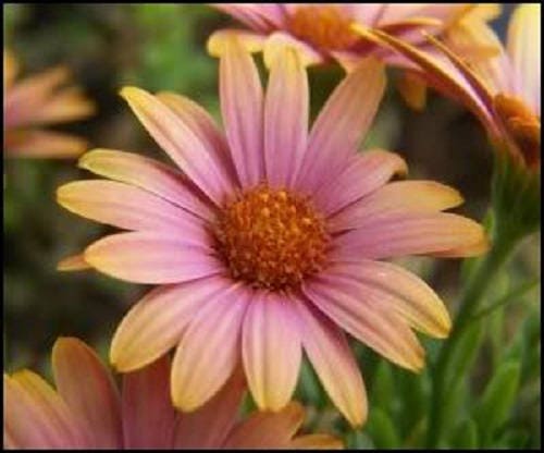 25 SALMON AFRICAN DAISY Dimorphotheca Sinuata Apricot Flower Seeds