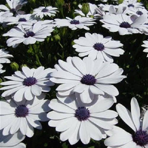 50 WHITE AFRICAN Cape DAISY Dimorphotheca Sinuata Flower Seeds