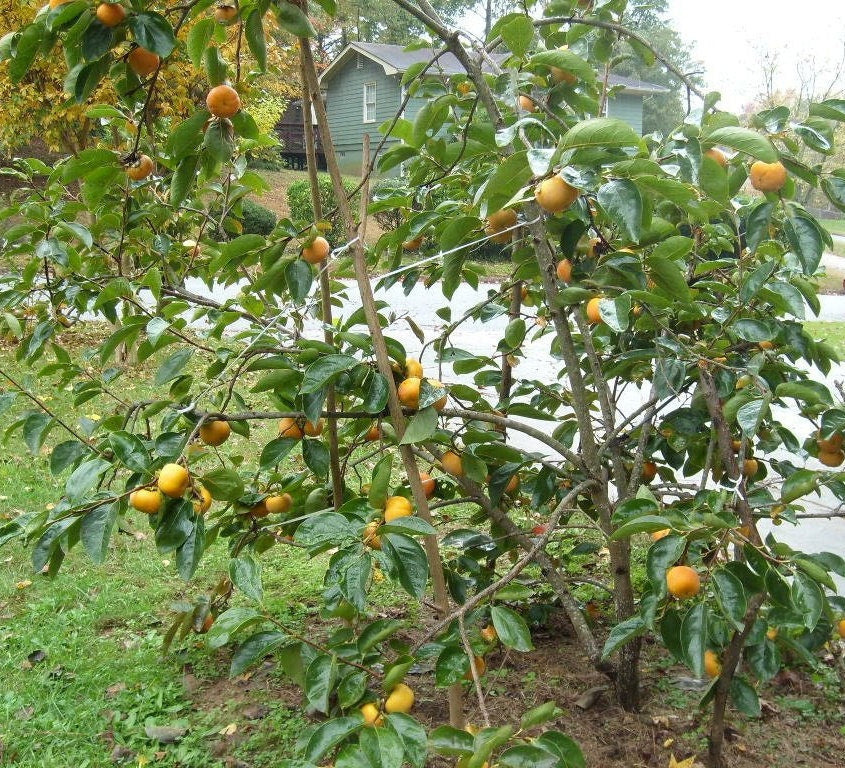 5 AMERICAN PERSIMMON TREE Diospyros Virginiana Fruit Seeds