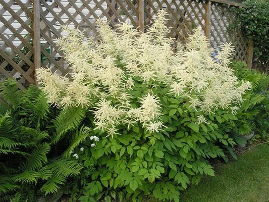 50 WHITE GOATS BEARD (like Astilbe) Aruncus Dioicus Flower Seeds