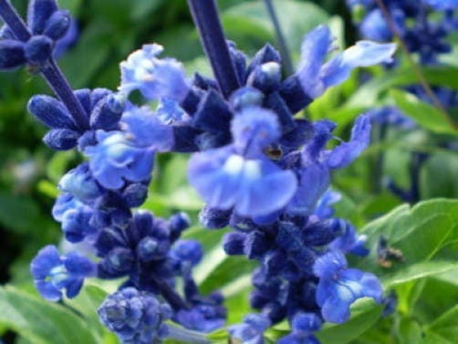 50 OXFORD BLUE SAGE Salvia Viridis Clary Painted Horminum Sage Herb Flower Seeds