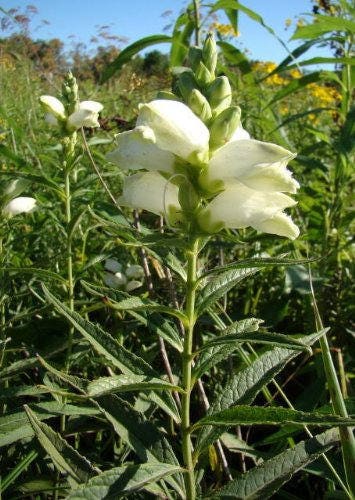 50 WHITE TURTLEHEAD Chelone Glabra Flower Seeds