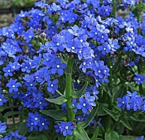 100 BLUE ITALIAN ALKANET Anchusa Capensis Flower Seeds