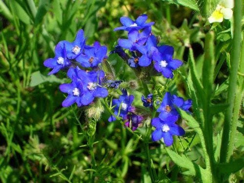 100 BLUE ITALIAN ALKANET Anchusa Capensis Flower Seeds