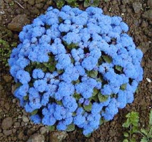 250 Dwarf BLUE BEDDER AGERATUM aka Floss Flower Ageratum Houstonianum Flower Seeds