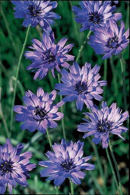 20 Blue CUPIDS DART aka ' LOVE plant ' Catananche Caerulea Flower Seeds