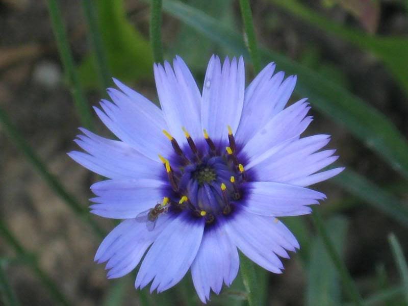 20 Blue CUPIDS DART aka ' LOVE plant ' Catananche Caerulea Flower Seeds