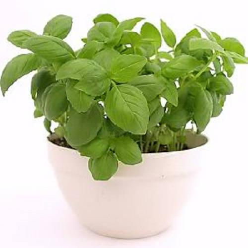 2000 SWEET GENOVESE BASIL Ocimum Basilicum Herb Flower Seeds