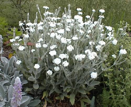 50 WHITE LYCHNIS Coronaria Alba (White Rose Campion / Evening Lychnis / Silene / White Cockle) Flower Seeds