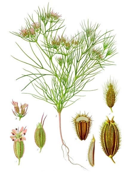 500 Organic CUMIN Cuminum Cyminum Herb Flower Seeds