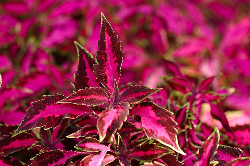 100 Mixed Colors COLEUS RAINBOW MIX Shade Houseplant Flower Seeds