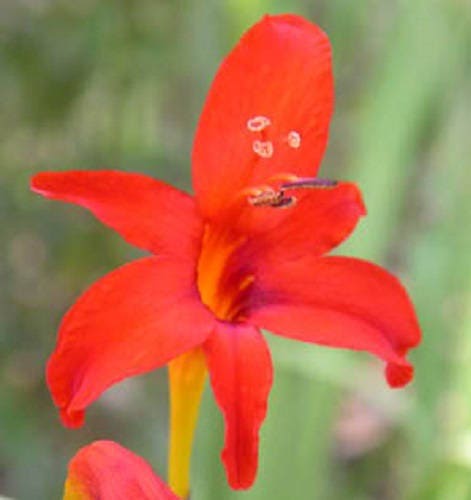 10 RED LUCIFER CROCOSMIA Crocosmia Masoniorum Flower Seeds
