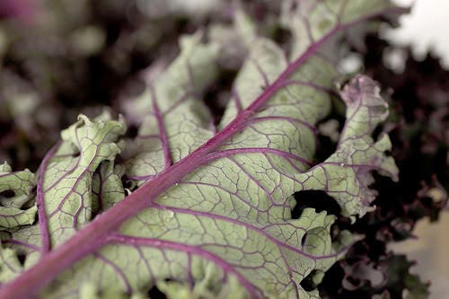 500 RED RUSSIAN KALE Brassica Oleracea Vegetable Seeds