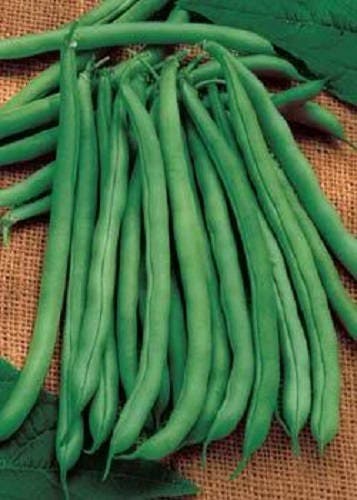 50 FRENCH Blue Lake POLE BEAN Phaseolus Vulgaris Vegetable Seeds