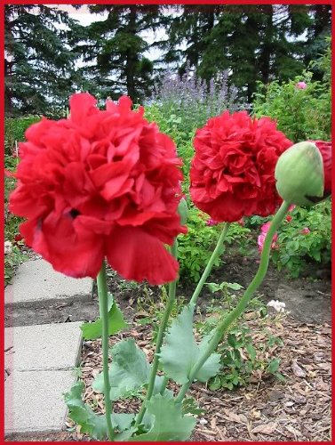 100 Giant Double RED PEONY POPPY Papaver Peoniflorum Flower Seeds