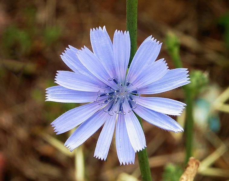 1000 CHICORY (Blue Daisy / Blue Sailors / Coffeeweed / Succory) Chicorium Cicorium Intybus Flower Herb Seeds