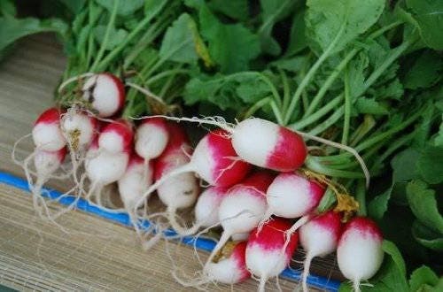 750 FRENCH BREAKFAST RADISH Raphanus Sativus Vegetable Seeds