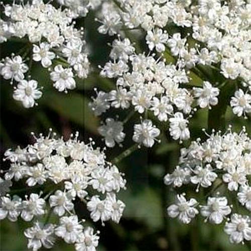 500 WHITE ANISE Pimpinella Anisum HERB Flower Seeds
