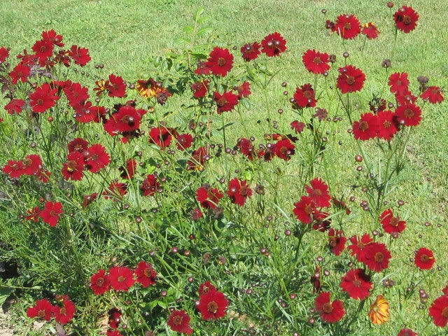 500 RED Dwarf PLAINS COREOPSIS Coreopsis Tinctoria Flower Seeds