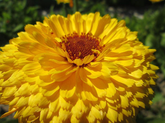 500 PACIFIC Beauty YELLOW MARIGOLD Calendula Officinalis Flower Seeds