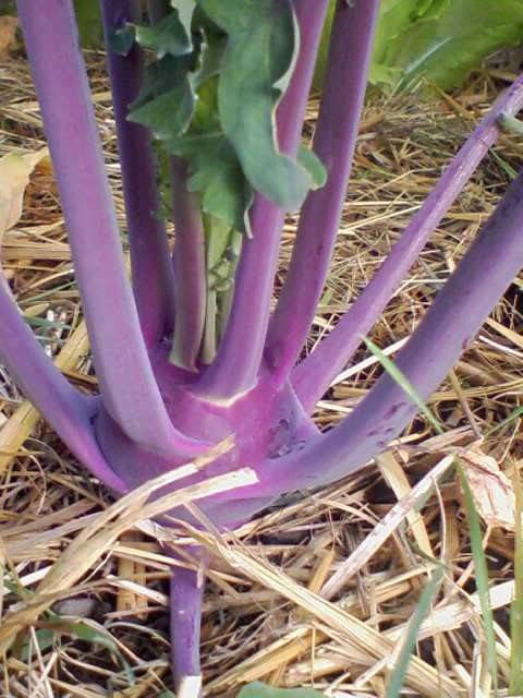 2000 PURPLE VIENNA KOHLRABI Brassica Oleracea Gongylodes Vegetable Seeds