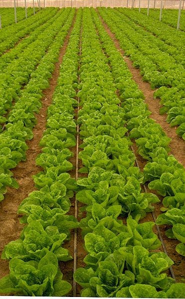 3000 Loose Leaf Green GRAND RAPIDS LETTUCE Lactuca Sativa Vegetable Seeds