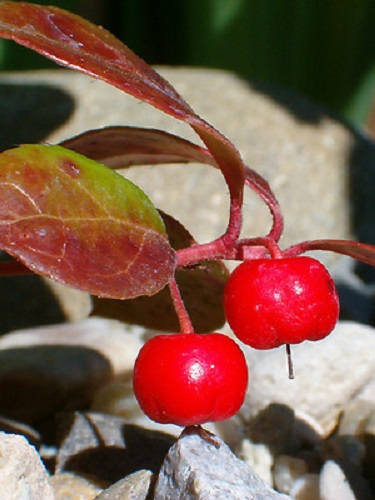 20 Creeping WINTERGREEN / TEABERRY Gaultheria Procumbens Evergreen Flower Seeds