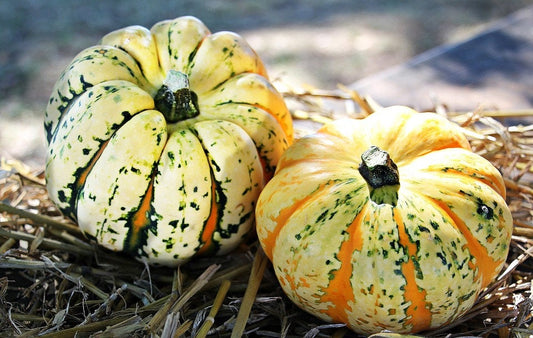 15 CARNIVAL SQUASH Winter Cucurbita Pepo Vegetable Seeds