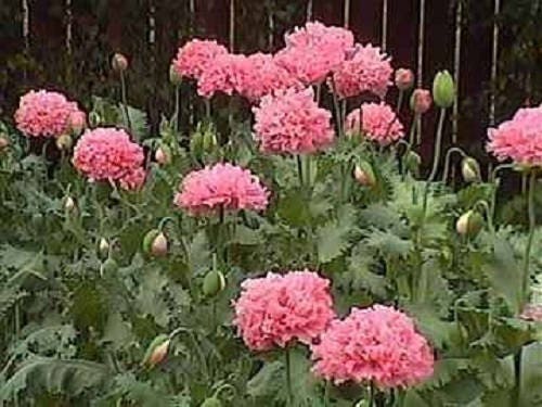 250 Bombast ROSE PEONY POPPY Papaver Peoniflorum Flower Seeds