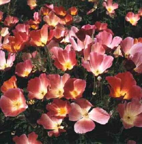 500 CARMINE King CALIFORNIA POPPY Pink Eschscholzia Californica Flower Seeds