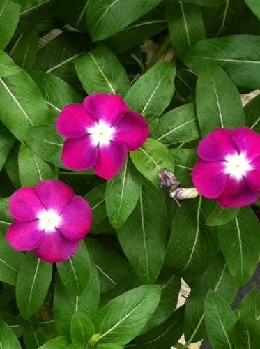 100 DWARF Little MIX PERIWINKLE / Vinca Rosea Flower Seeds