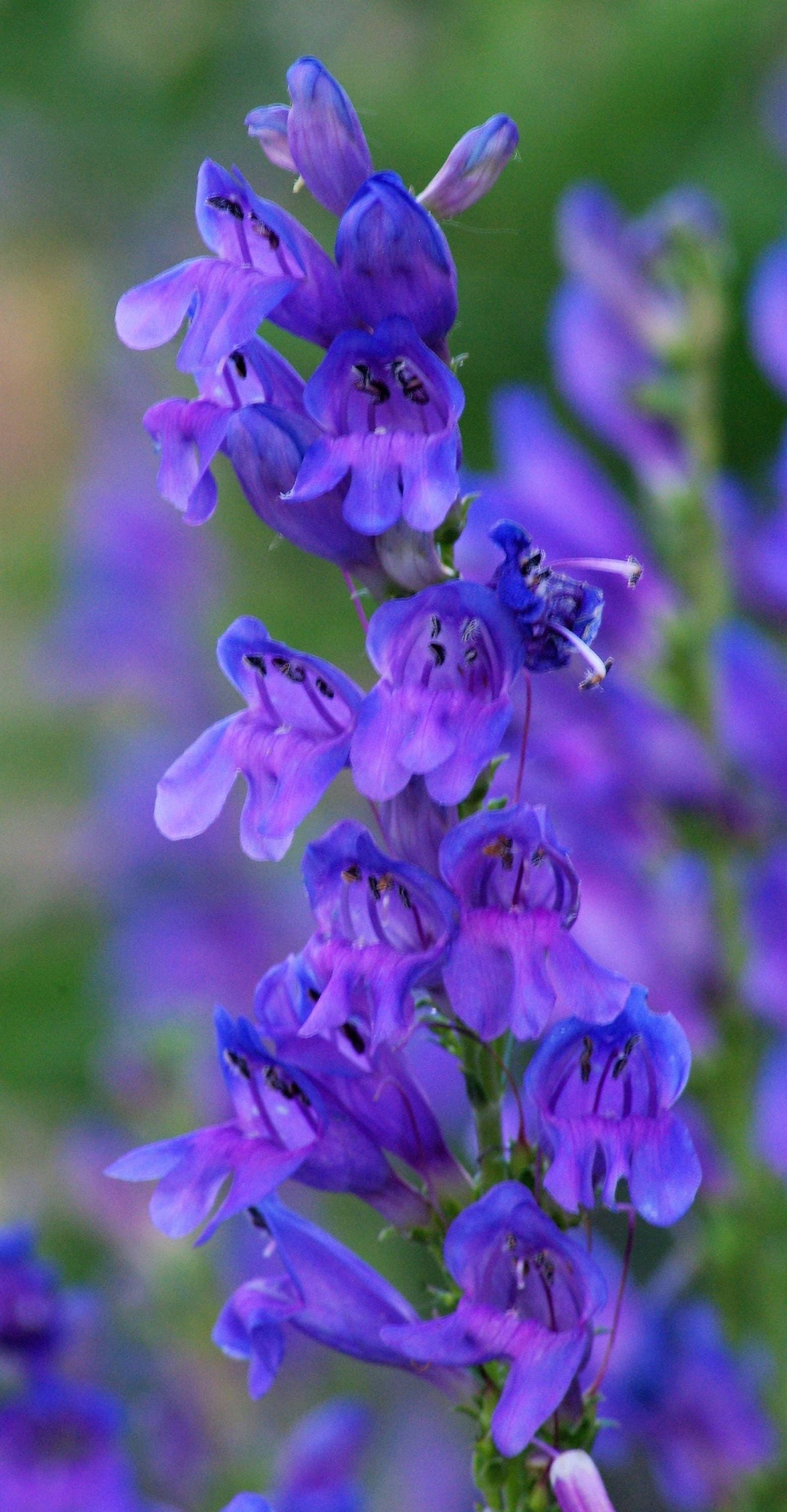 300 Blue ROCKY MOUNTAIN BEARDTONGUE Penstemon Strictus Flower Seeds