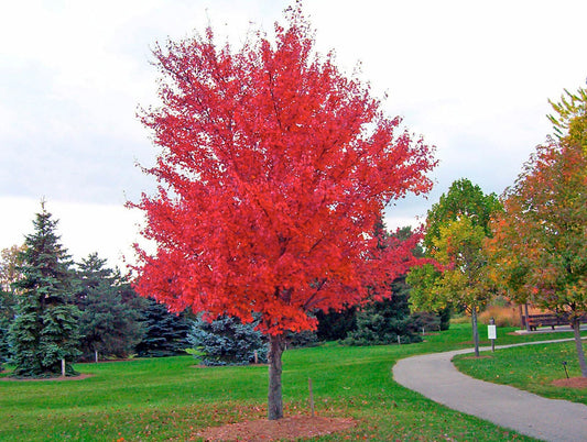 25 SIBERIAN MAPLE TREE Acer Ginnala Seeds - Red Fall Foliage