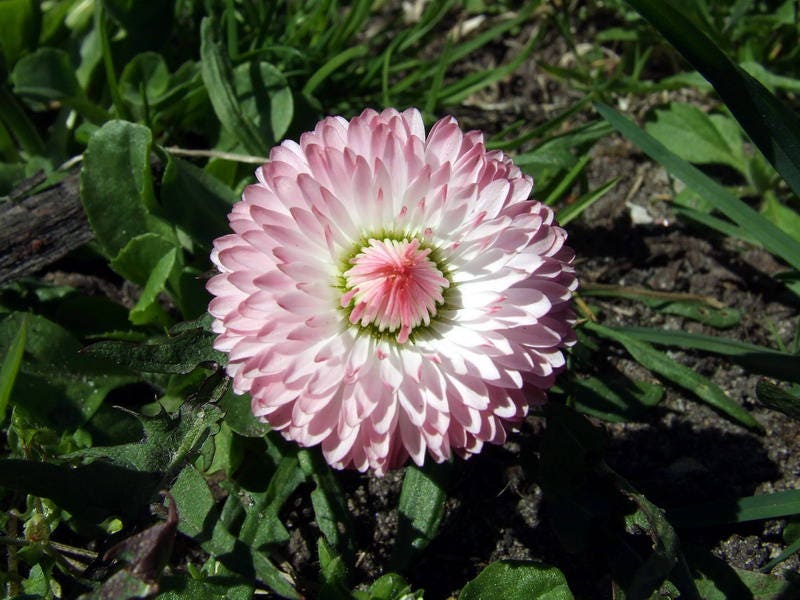 100 PINK ENGLISH DAISY Bellis Perennis Tasso Pink Double Flower Seeds