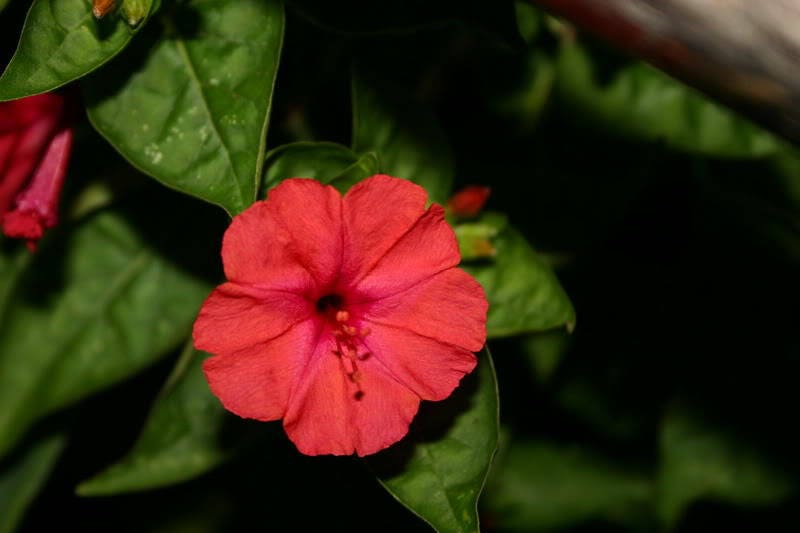 25 RED FOUR O'CLOCK Marvel of Peru Mirabilis Jalapa Flower Seeds