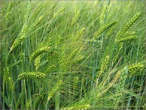 100 Common BARLEY Hordeum Vulgare Grain Grass Cover Crop Beer Seeds