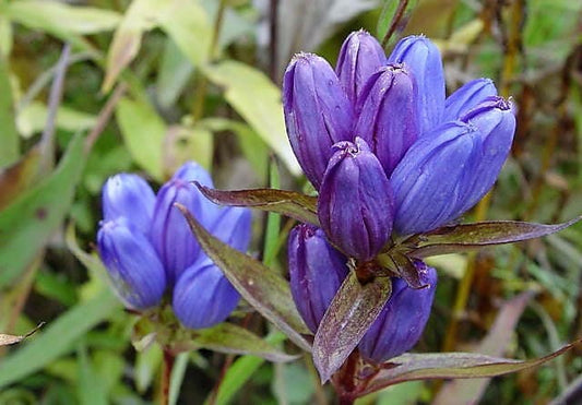 200 BOTTLE GENTIAN (Closed or Blind Gentian / Cloistered Heart) Gentiana Andrewsii Flower Seeds