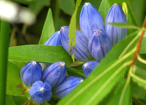 200 BOTTLE GENTIAN (Closed or Blind Gentian / Cloistered Heart) Gentiana Andrewsii Flower Seeds