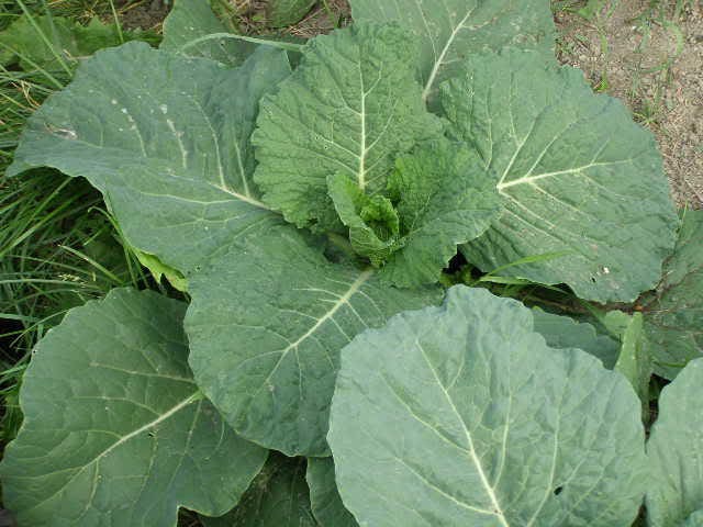 500 GOLDEN ACRE Early CABBAGE Brassica Oleracea Capitata Vegetable Seeds