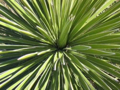 100 YUCCA (Soapweed / Soapwell / Beargrass / Great Plains Yucca) Yucca Glauca Flower Seeds