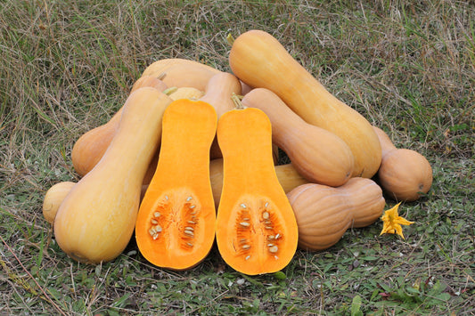 50 WALTHAM BUTTERNUT SQUASH Winter Cucurbita Moschata Vegetable Seeds