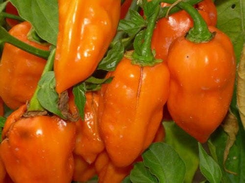 50 Hot ORANGE HABANERO PEPPER Capsicum Chinense Vegetable Seeds